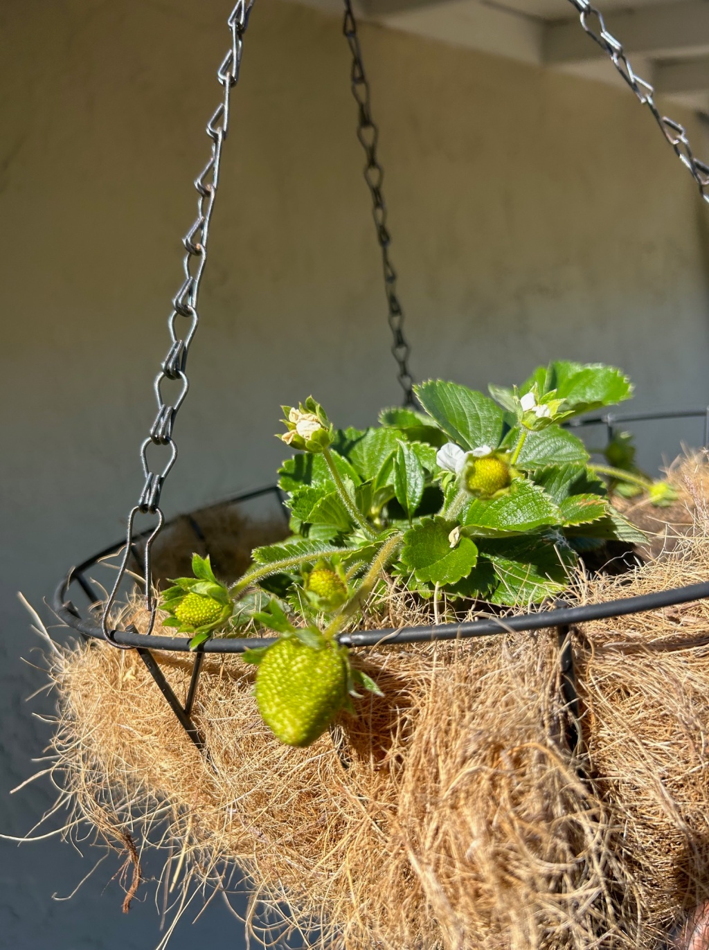 How to Grow Strawberries in Hanging Baskets